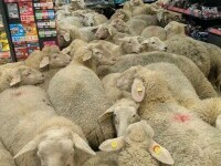 Momentul în care o turmă de oi intră într-un supermarket din Germania. „Căutau o ofertă specială”. VIDEO viral