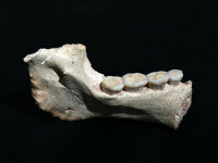 Fosile vechi de 773.000 de ani, descoperite în Maroc. Indicii noi despre originile lui Homo sapiens