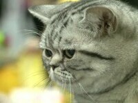 Noi reguli europene pentru comerțul cu rasele de pisici cu probleme genetice. Cum vrea UE să protejeze sănătatea felinelor