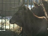 Cum trec animalele exotice iarna geroasă la Grădina Zoologică din Craiova: „Nu rezistă la temperaturi cu minus”