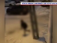 Un bărbat de 73 de ani din Oradea a fost bătut cu pumnii, picioarele și bâtele de trei tineri. De la ce au pornit violențele