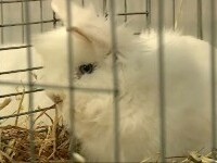 Porumbei și iepuri uriași, vedetele unei expoziții la Craiova. Un exemplar costă chiar și mii de euro