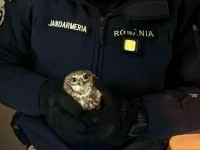 Apel 112 inedit la Botoșani. O bufniță a intrat în bucătăria unui apartament. Jandarmii au intervenit. VIDEO