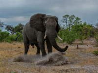 Elefantul ucigaș. Un uriaș pachiderm a vânat și a omorât peste 20 de oameni în câteva zile