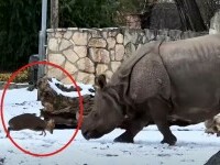 VIDEO uimitor. Un cerb pitic înfruntă cu tupeu un rinocer de 1,7 tone. Explicația pentru curajul său este destul de simplă