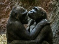 Motivele pentru care apare comportamentul homosexual la primate. ”Pot lămuri probabil pentru prima dată într-un mod realist”