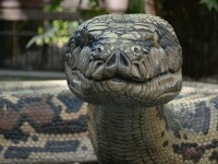 A fost descoperită o nouă specie uriașă de șarpe. Are peste 5 metri lungime, masculii și femelele sunt incredibil de diferiți