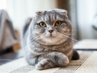 Două rase populare de pisici au fost interzise într-o țară europeană de la 1 ianuarie. Care sunt motivele