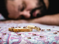 ”Furnica electrică” amenință Europa. Cât de periculoasă este una dintre cele mai agresive specii invazive din lume