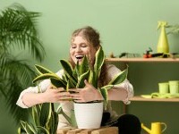 Plante pe care să le ai în casă în 2026 pentru noroc și prosperitate. Ce flori nu trebuie să lipsească din locuință