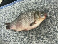 Alertă pe litoralul românesc: microplastice găsite în șprot, midii și rapană. Ajung direct în alimentația noastră