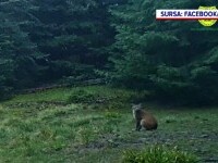 Imagini rare cu un râs surprinse în Parcul Național Cozia, alături de puii săi