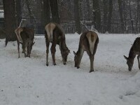 Un cerb carpatin a murit la Zoo Târgu Mureș după ce a mâncat o mănușă de piele, cel mai probabil aruncată de un vizitator