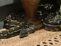 Reacția unei femei care s-a trezit cu un piton uriaș pe piept, în toiul nopții. „Iubito, nu te mișca!”