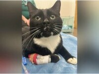 Pisică dispărută de aproape un an, regăsită după ce a fost lovită de cinci mașini, în UK. „Avea șanse 50-50”