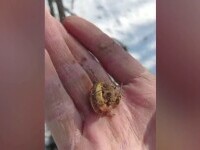 Inel din aur de 10 grame, descoperit de un căutător de comori din Gorj. Ce va face cu bijuteria veche de mii de ani