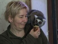 Maimuțe pe calorifer. Nu e banc, se întâmplă la Grădina Zoologică din Târgu Mureș. Ce mâncare neașteptată preferă iarna