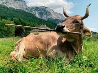 Veronika, o vacă din Austria, a demonstrat că bovinele pot folosi unelte cu scop precis. Studiu Current Biology