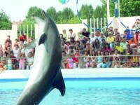 delfinul Mark