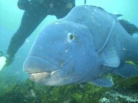 Blue Groper