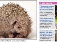 Spud, cunoscut drept ariciul chel, are din nou tepi!