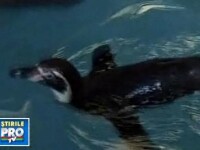 Pinguinul ajuns in Noua Zeelanda, supus unei endoscopii. A recurs la un meniu periculos