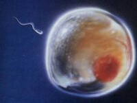 Solutii ca sa devii parinte dupa 40 de ani: inghetarea ovulelor si spermei