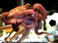 Caracatita Paul, oracolul de la Campionatul Mondial, a murit!