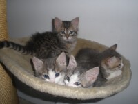 Trei pisoi dragalasi sunt in cautarea unei familii!