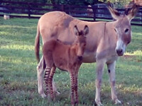 Zebromagarul Pippi Ciorapei Lungi face senzatie in Georgia!