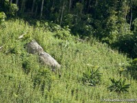 Ultimii oameni liberi de pe Terra. S-a mai descoperit un trib izolat in Amazon. Cum traiesc