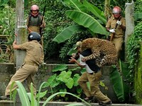 FOTO. Momentul in care un leopard ataca un om. Animalul a mutilat in total 6 persoane
