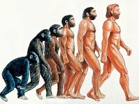 evolutia speciei umane, desen