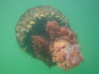 meduza uriasa