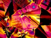 Fotografii uimitoare: Cum arata bauturile tale preferate la microscop. O companie a facut o afacere din asta