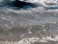 Imagini incredibile filmate in Australia. Ce s-a intamplat cu un rechin, dupa ce a atacat un leu de mare. VIDEO