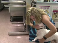 O tanara din Miami s-a dus de urgenta cu buldogul la veterinar. Ce a descoperit dupa ce i-a facut radiografie animalului