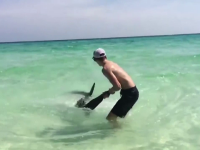 rechin Florida - stiri