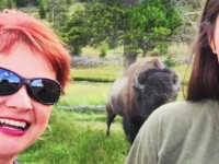 selfie cu bizon in parcul Yellowstone