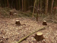 Soluție pentru prevenirea tăierilor ilegale de lemn: camere video montate pe drumurile forestiere