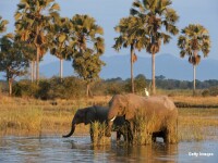 elefanti in Malawi