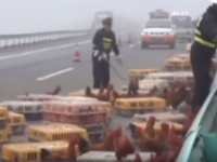 O autostrada din Austria, blocata dupa ce aproximativ 7.000 de gaini au evadat din camionul in care erau transportate. VIDEO