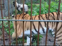 O tigroaica de la un parc zoo din Rusia s-a imprietenit cu o capra pe care ingrijitorii i-o adusesera pentru a o manca