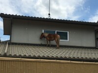 Un ponei s-a suit pe acoperiş ca să scape de inundaţii, în Japonia
