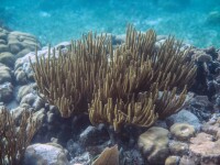 recif corali