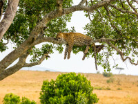 Leopard împușcat de autorități, după ce a ucis 21 de persoane
