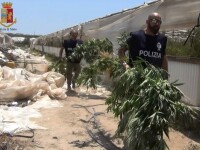 politie captura marijuana