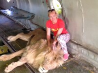 Pățania unei femei care a intrat în cușca unui leu pentru a face poze cu animalul
