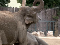elefanti zoo