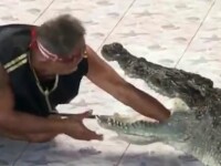 crocodil zoo, thailanda,